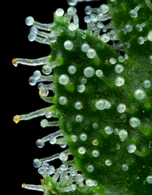 Pictures on when to harvest Trichome colours Page 2
