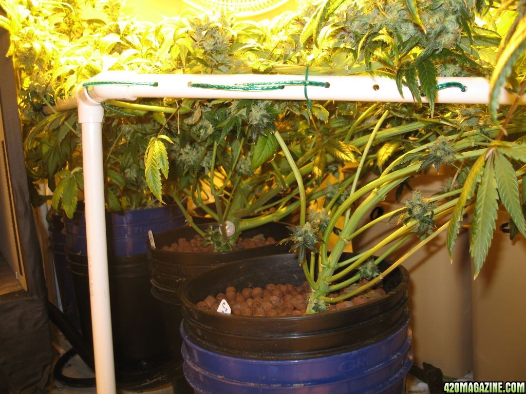 under_scrog2.jpg