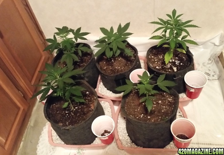 update_6-16-15_transplanted.jpg