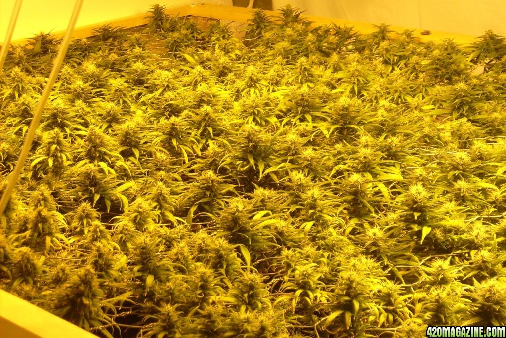 update_grow_pics_006.JPG