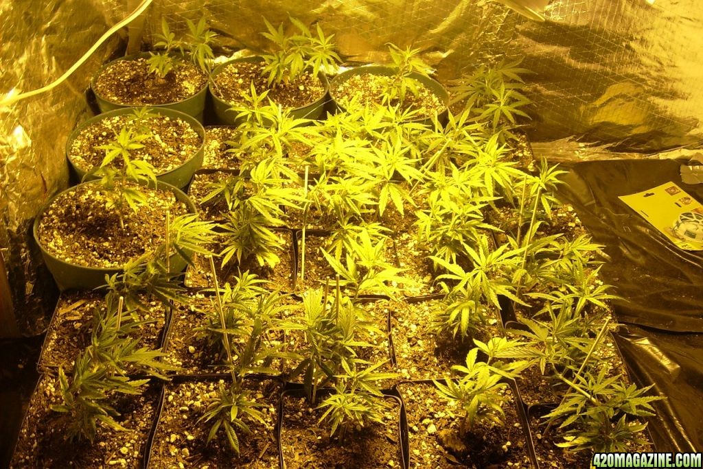 update_grow_pics_016.JPG