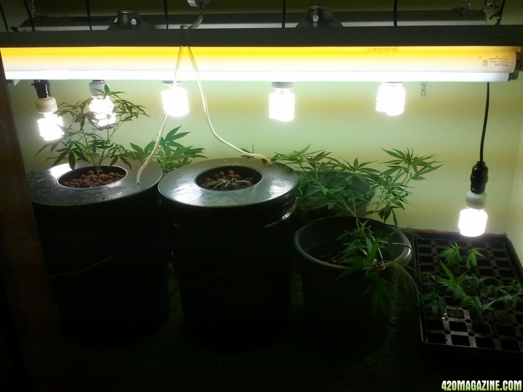 veg-room-with-cfls.jpg