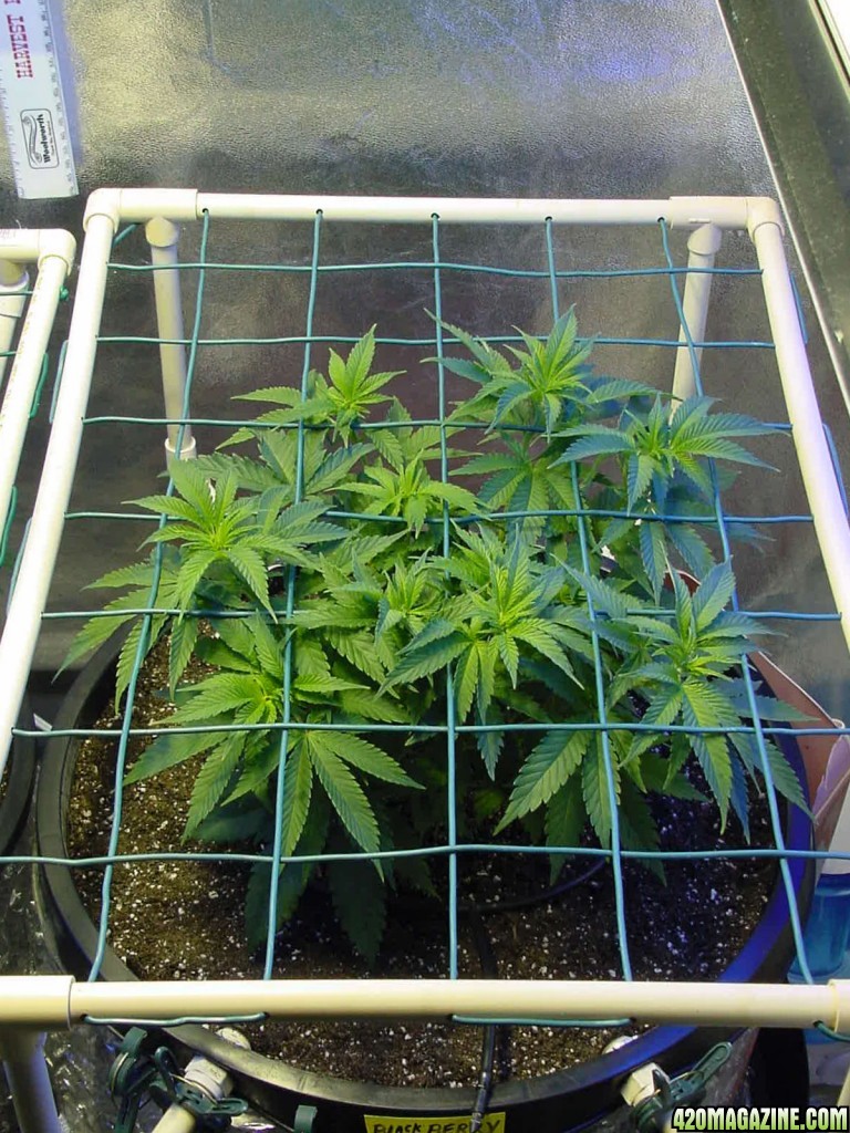 veg_day_31_black_6a.jpg