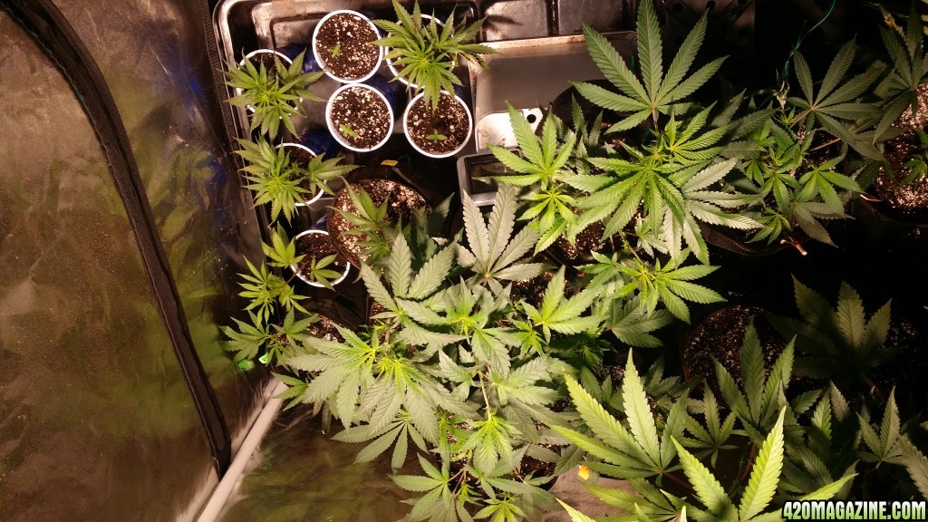 veg_tent_day_86_clones_canopy_view.jpg