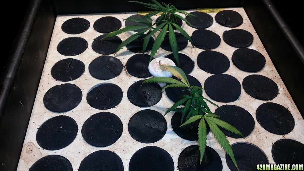 veg_tent_day_86_pineapple_fields_clones_in_cloner.jpg