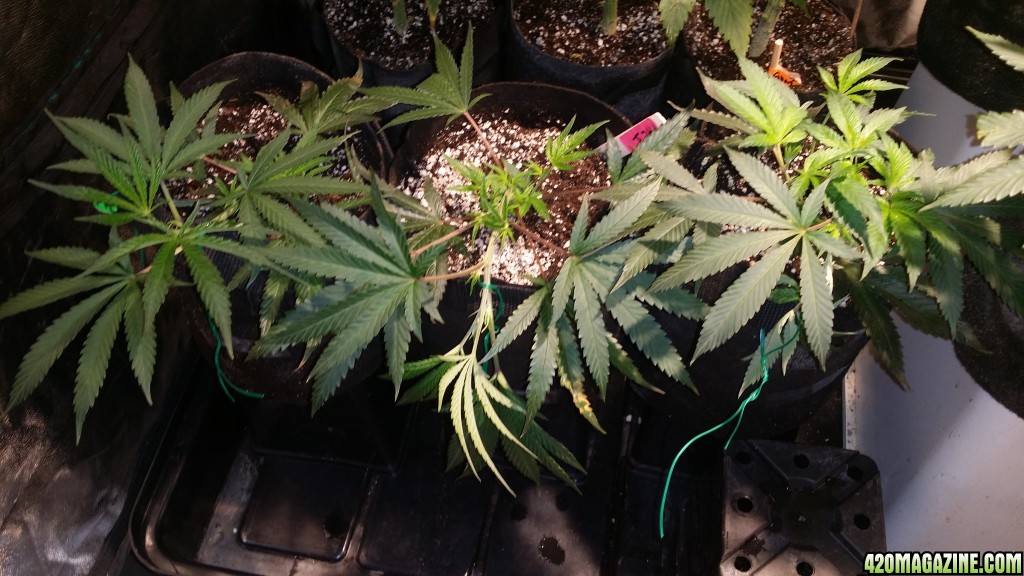 veg_tent_day_86_rooted_clones_in_soil.jpg