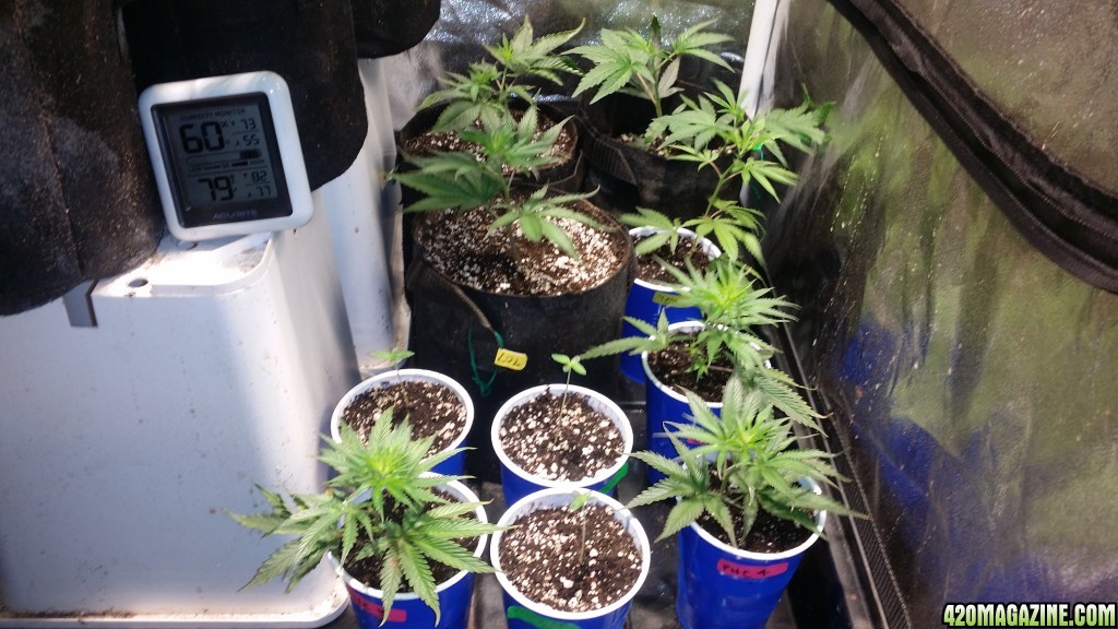 veg_tent_day_86_rooted_clones_in_soil_and_cups.jpg