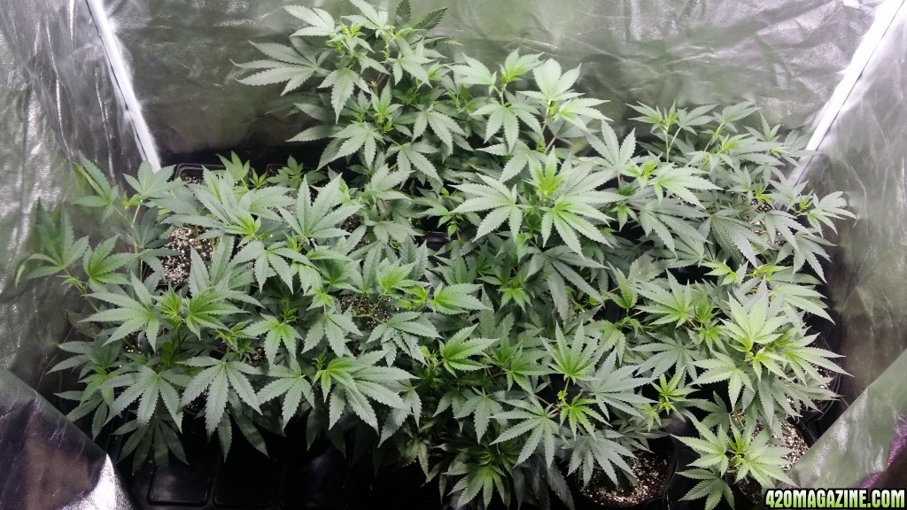 veg_tent_day_99_clone_tray_canopy.jpg