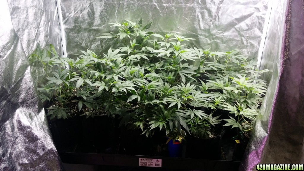 veg_tent_day_99_clone_tray_profile.jpg