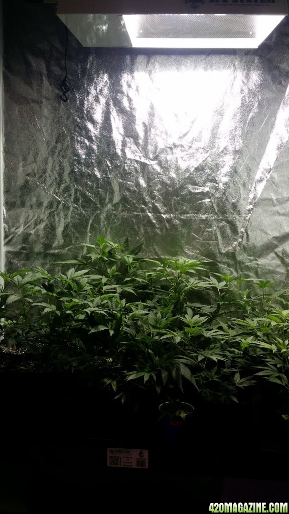 veg_tent_day_99_clone_tray_profile_250w_mh.jpg