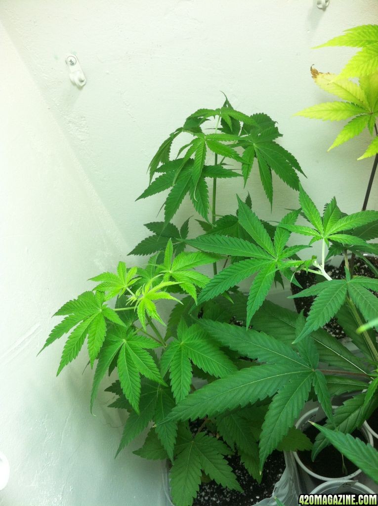 veg_tent_wk_5_flower_2_.JPG