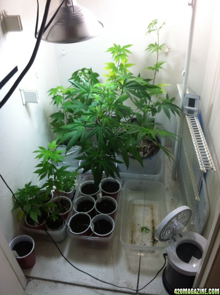 veg_tent_wk_5_flower_4_.JPG