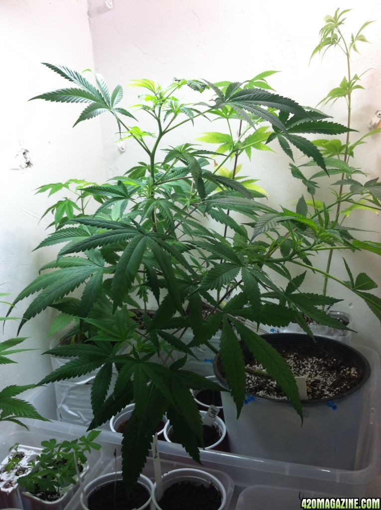 veg_tent_wk_5_flower_5_.JPG