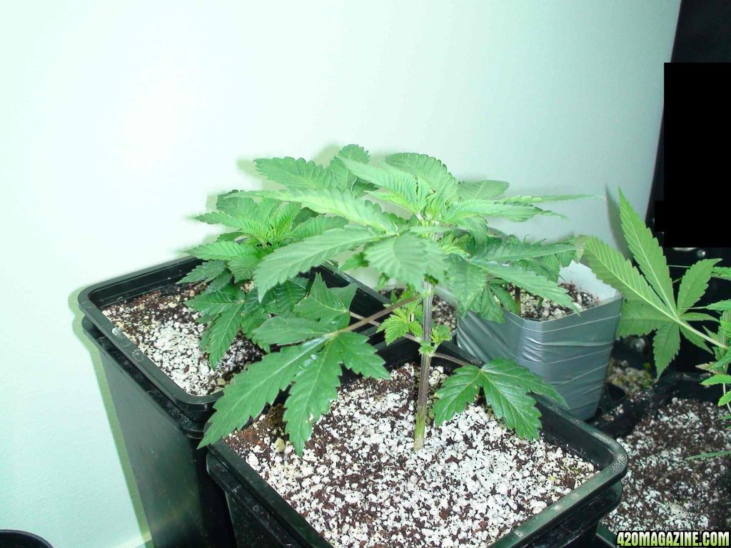 vegclone04252010b.jpg