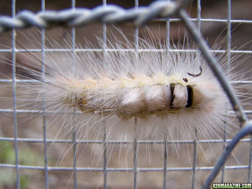 veryfunkycaterpillar_1_.jpg