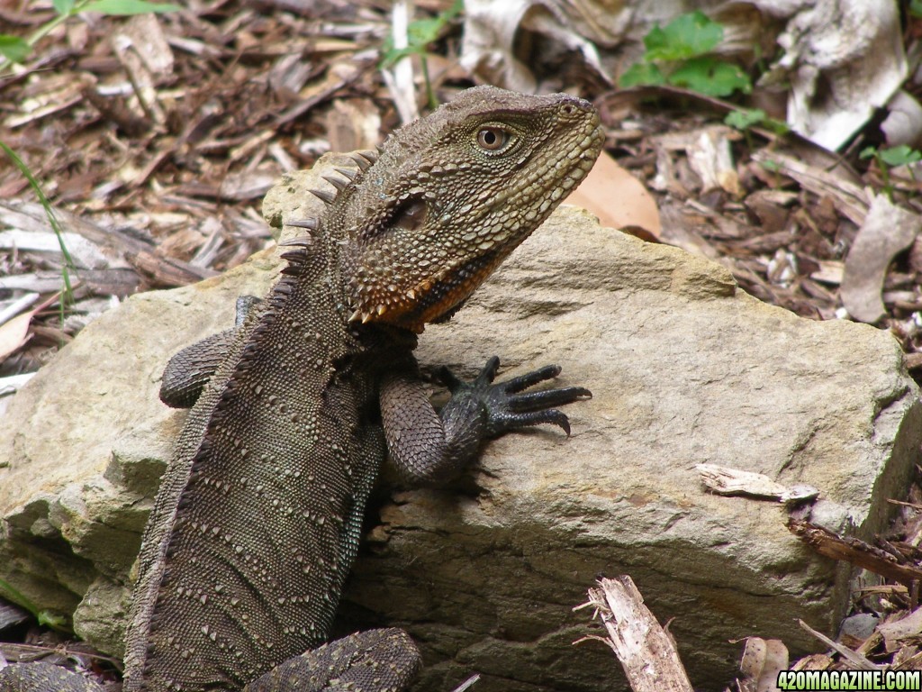 waterdragon-close1.jpg