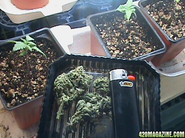 weedtray-budshot-ww-01.jpg