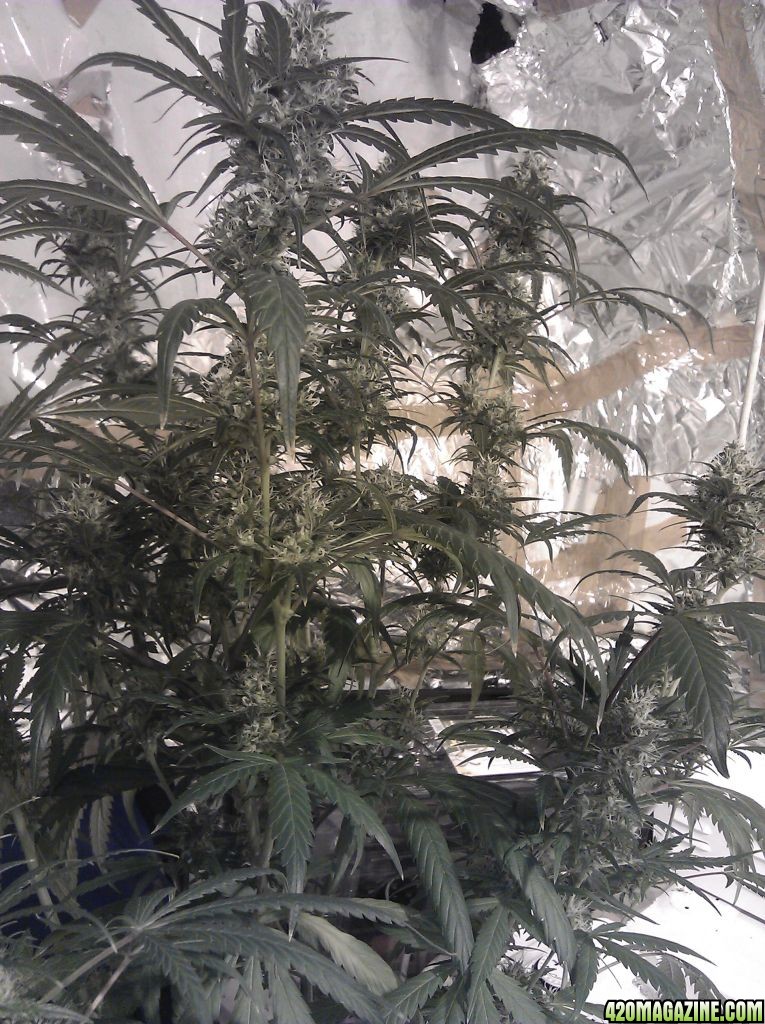 week_7_fkower_big_bud.jpg