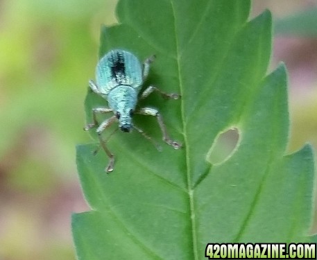 weevil.jpg