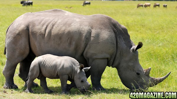 white-rhino-Botswana.jpg