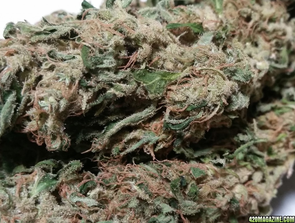 white-widow-crown-close-up.jpg