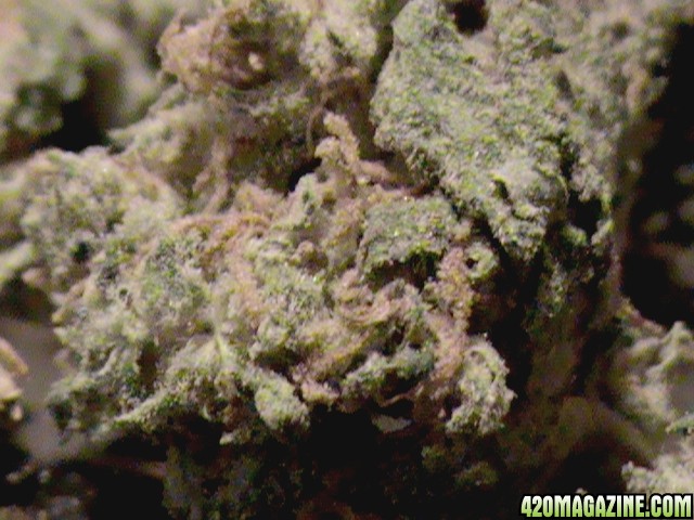 whiteWidowNugs-02.jpg