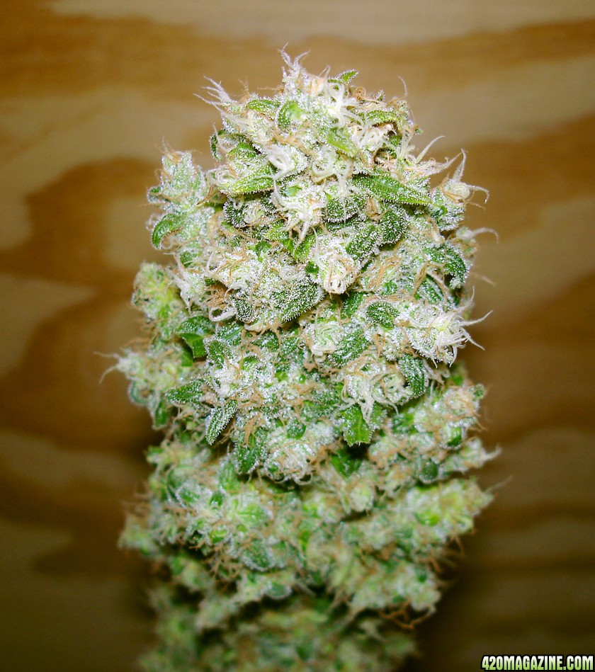 white_castle_bud_harvested_12-04-09.jpg