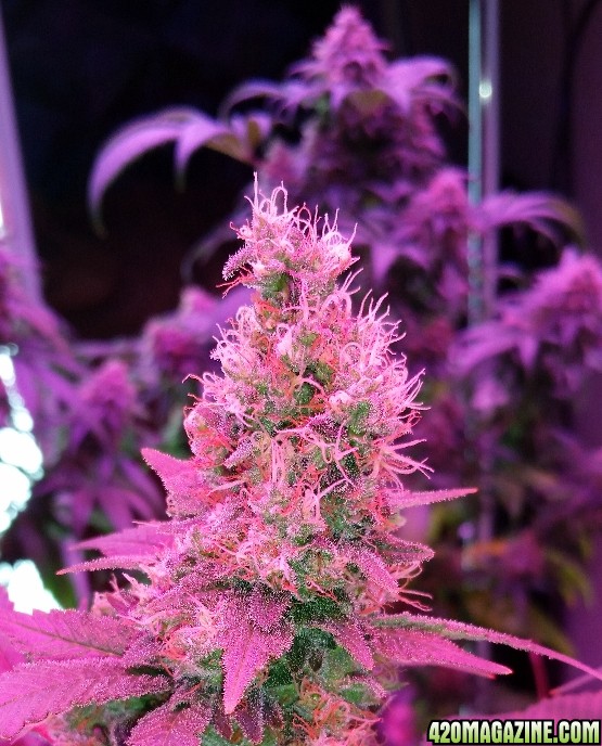 white_cookies_2_3_4-9-17.jpg