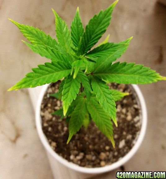 white_cookies_clone_1.jpg