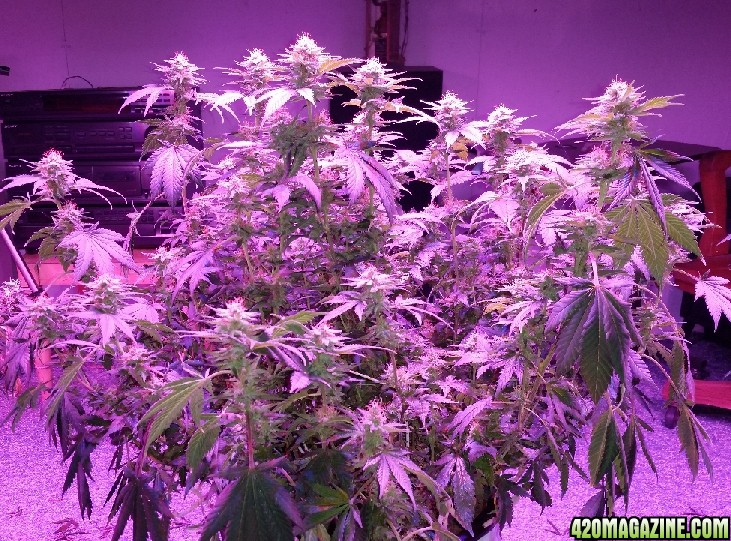 white_cookies_plant_11-25.jpg