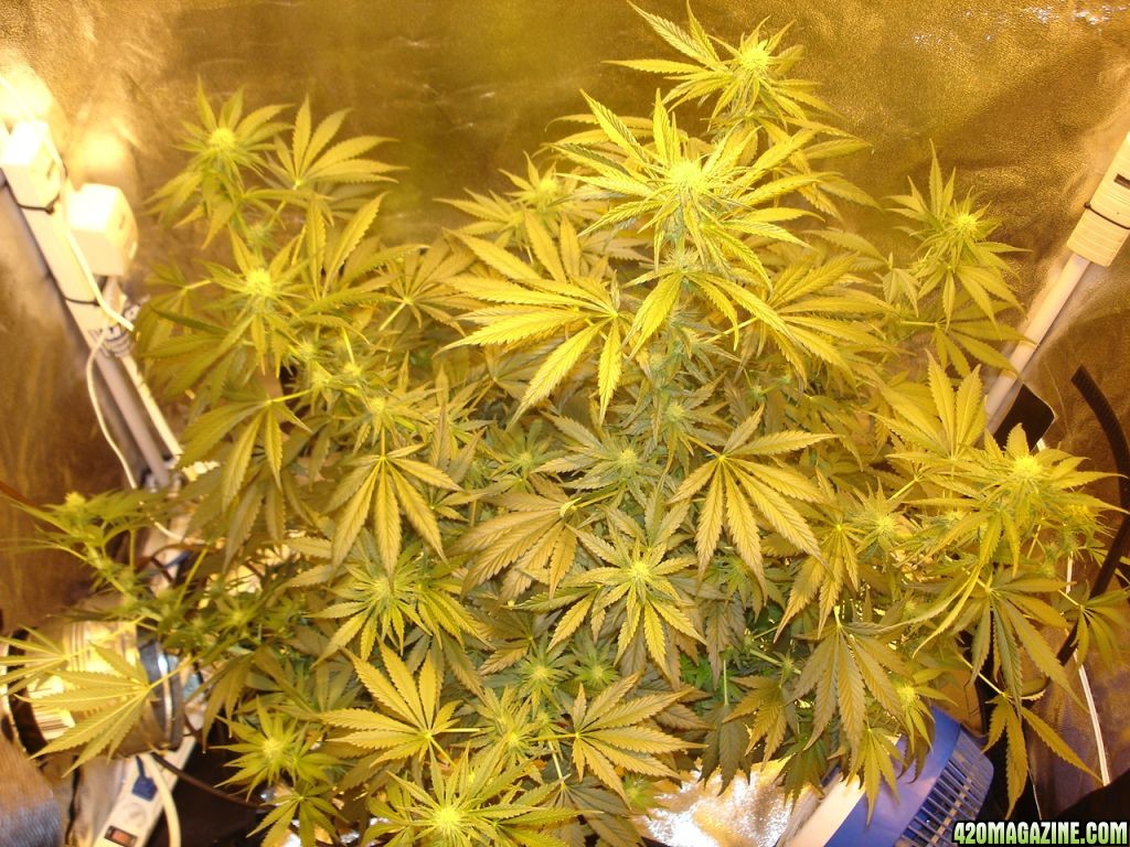 white_widow_071.jpg