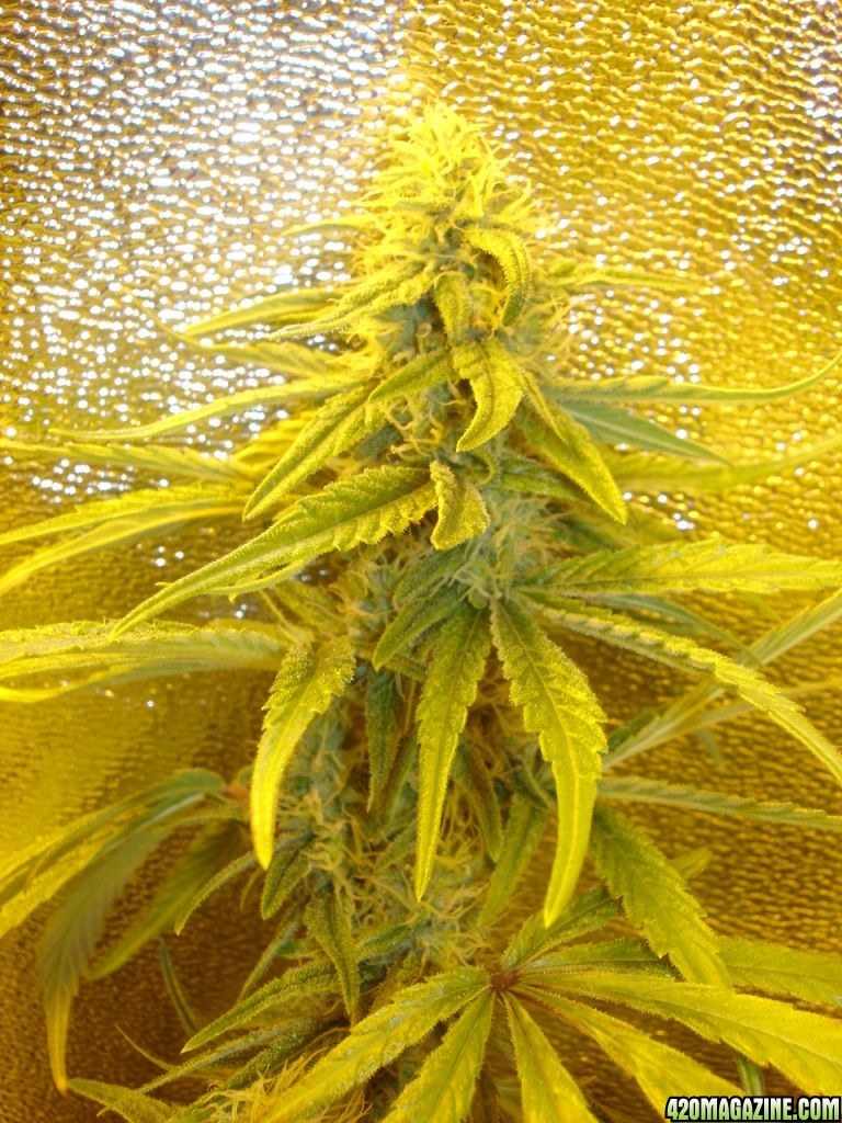 white_widow_085.jpg