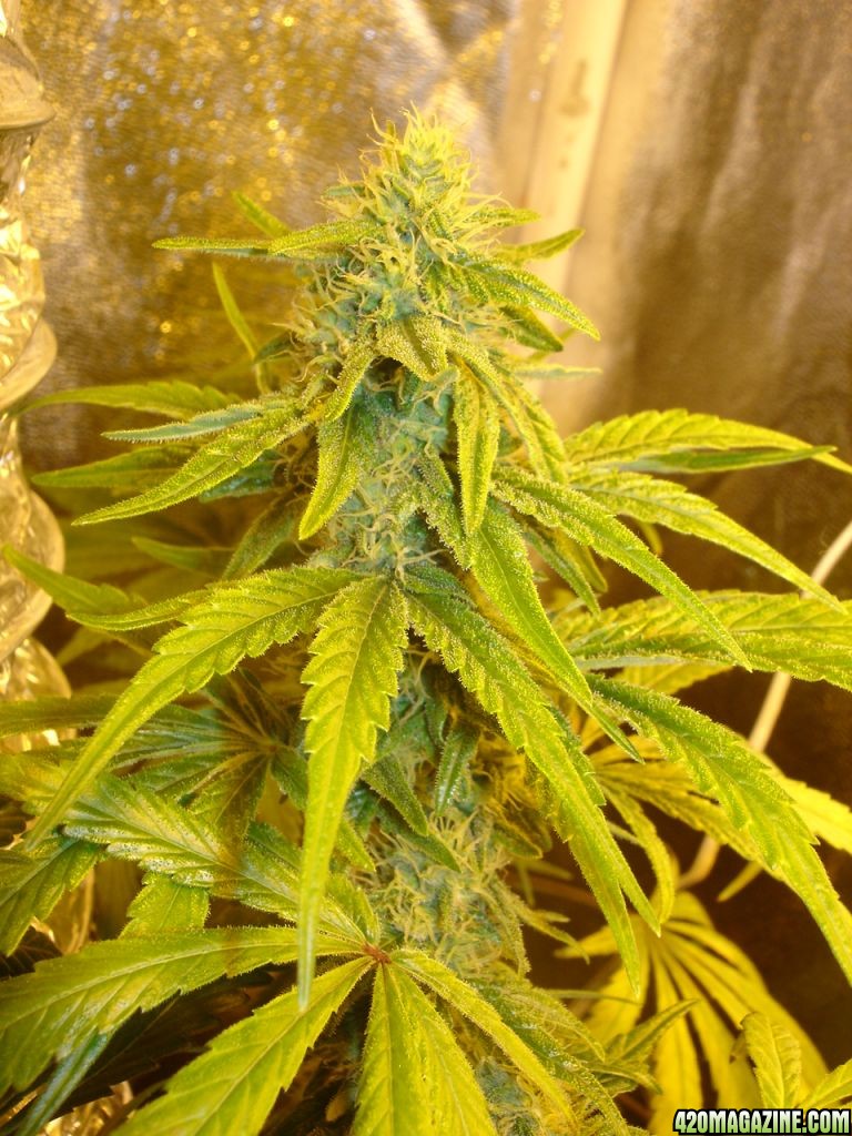 white_widow_086.jpg