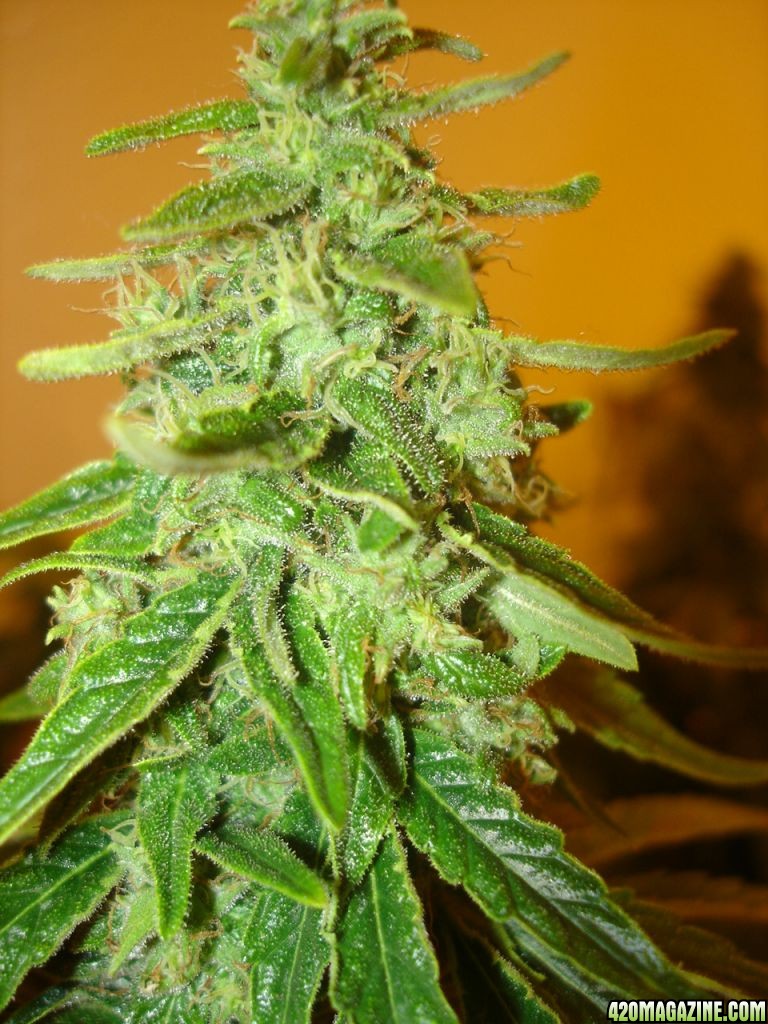 white_widow_095.jpg