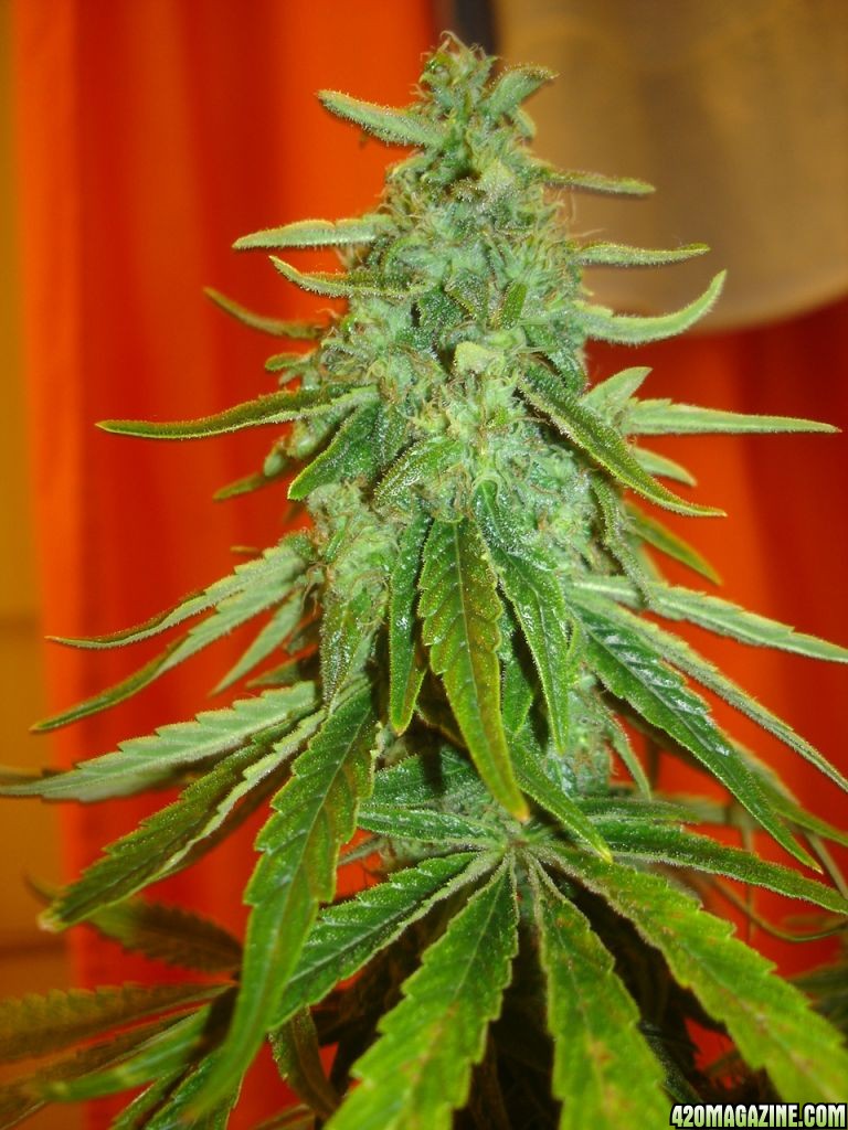 white_widow_098.jpg