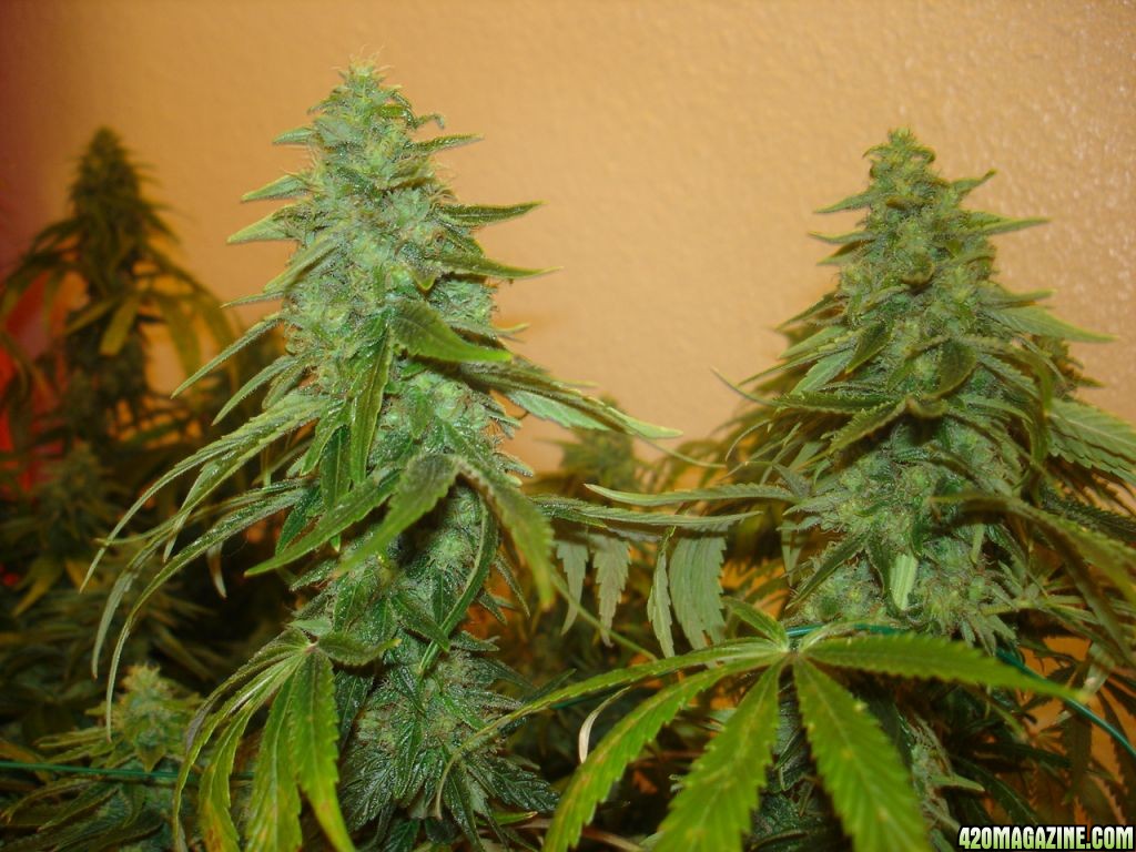 white_widow_099.jpg