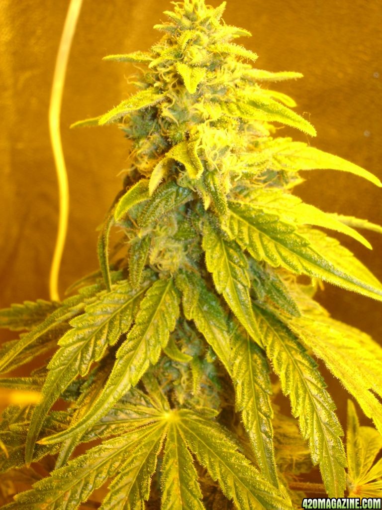 white_widow_107.jpg