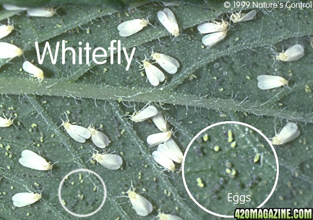 whitefly.jpg