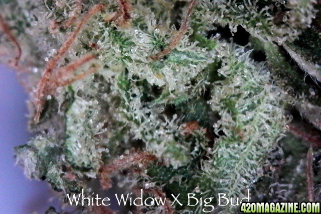 wwxbigbud_bud_close_up.jpg