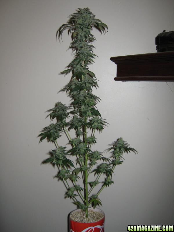 wwxdp_defoil_harvest_full_shot_clone.jpg