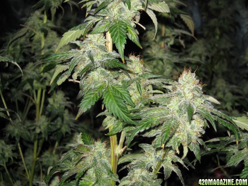 wwxdp_defoil_harvest_side_bud.jpg