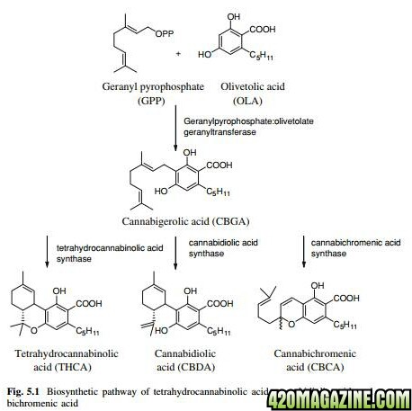 xCurrentPhytocannabinoidsPathways_PNG_pagespeed_ic_m-b0WOo1EO-1.jpg