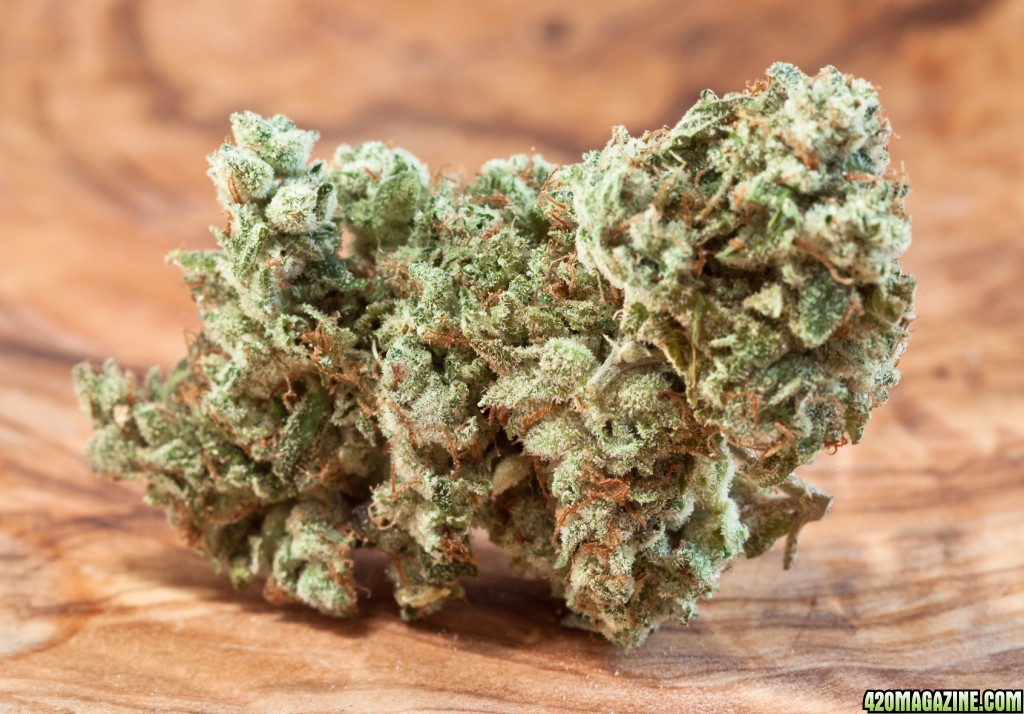 xmas_bud-7268.jpg