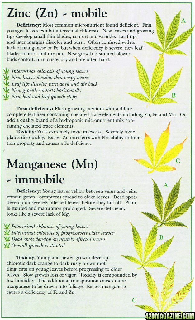 zinc_zn_manganese_mn_marijuana_weed_nutrient_problem1.jpg