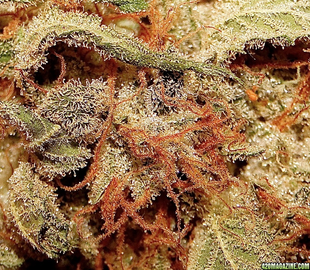 BK_x_GDP_Macro_Shot.jpg