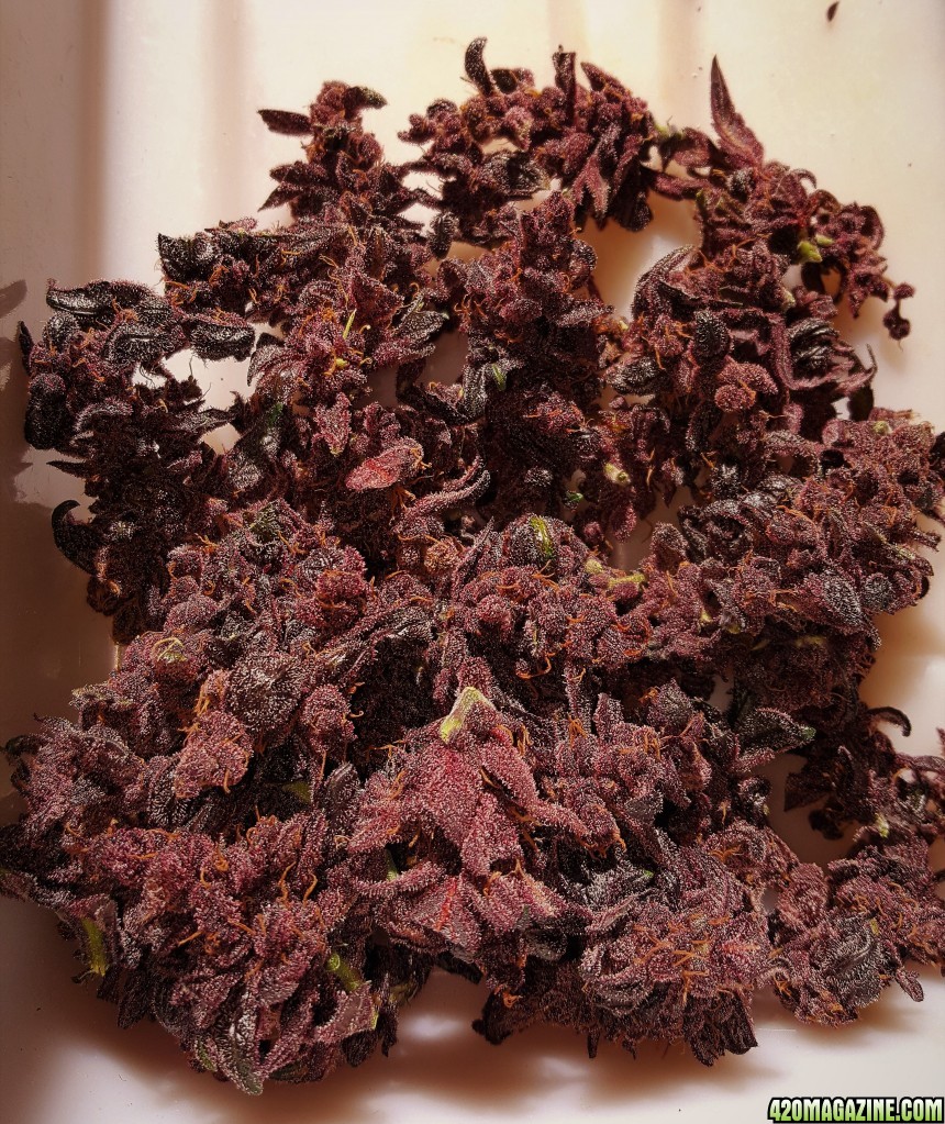 Blackberry_Kush7.jpg