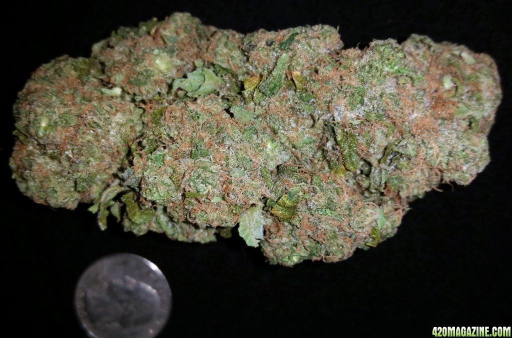 Critical-Kush-GR-022016.jpg