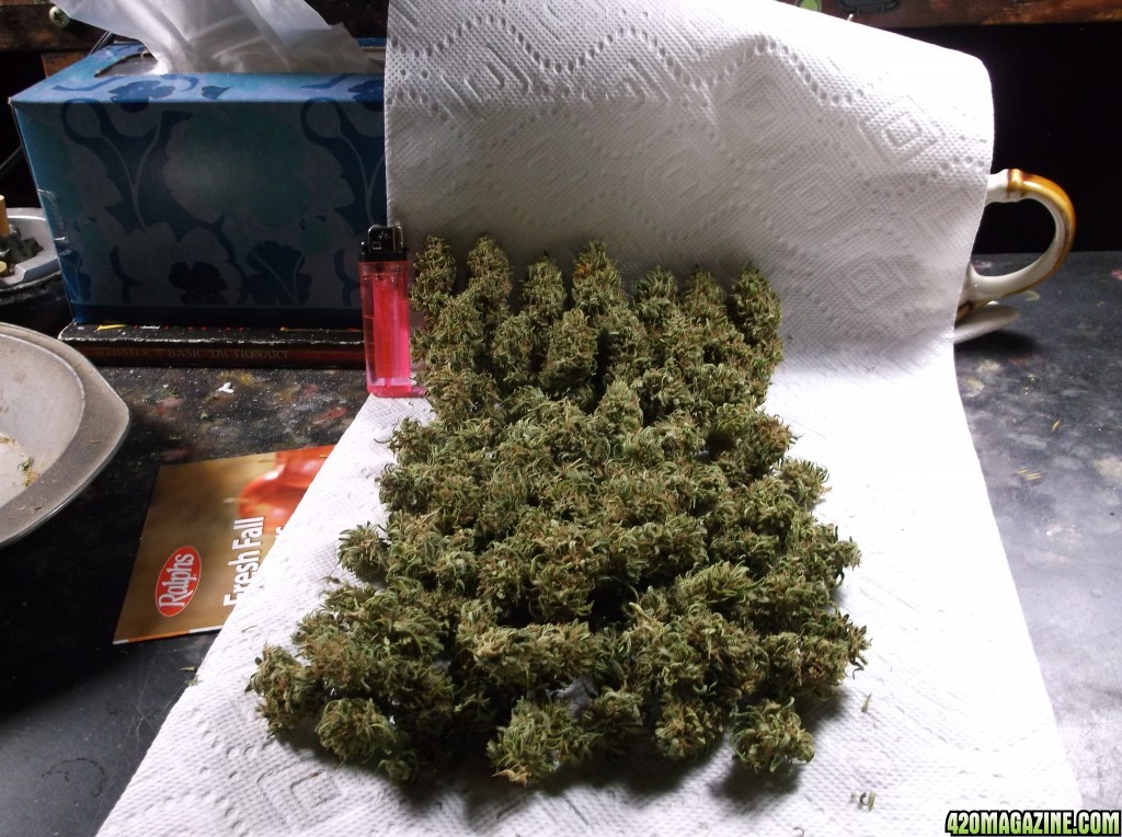 Dried_Bud_SF_LAC_003.jpg