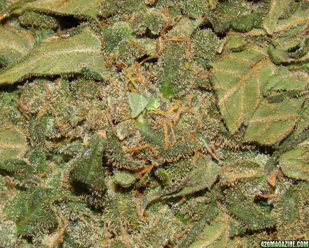 G13zoom.jpg