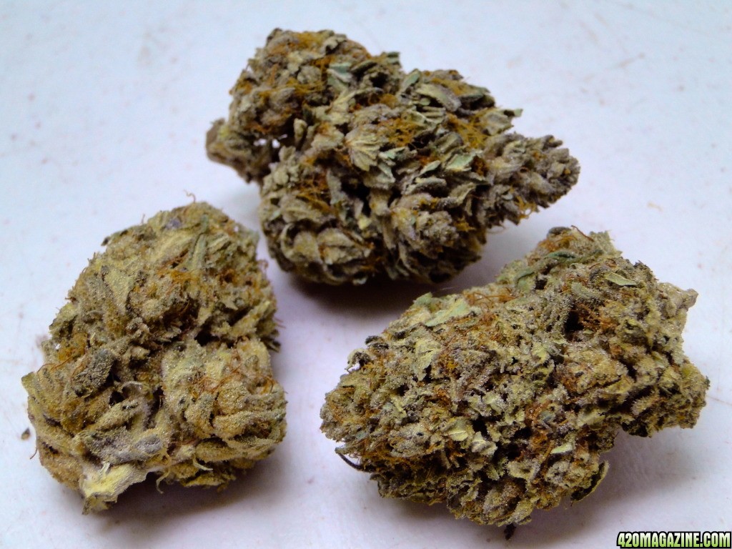 Greenhouse_Grand_Daddy_Purple1.jpg